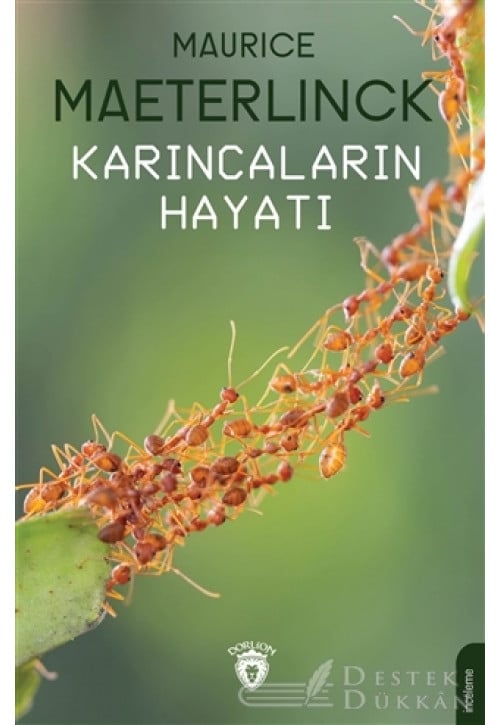 Karıncaların Hayatı