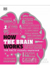 How The Brain Works