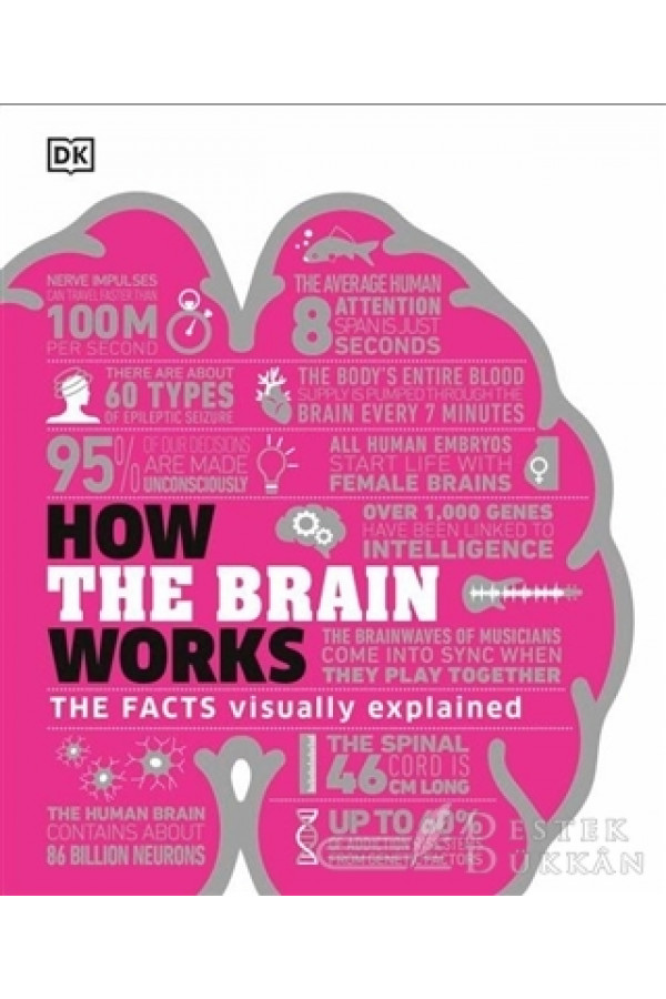 How The Brain Works